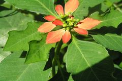 Euphorbia heterophylla